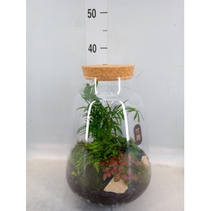 Arr.   Kamerplant Groen H%