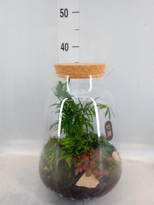 <h4>Arr. Kamerplant Groen H%</h4>