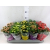 Kalanchoe blos. 'Perfecta'  ..mix 5
