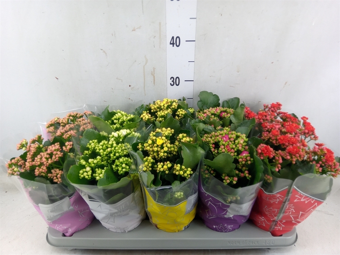 Kalanchoe blos. 'Perfecta'  ..mix 5