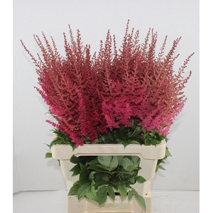 ASTIL AR PAUL GAARDE