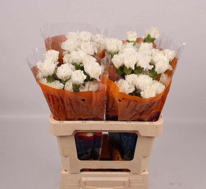 <h4>DI ST EVEREST</h4>