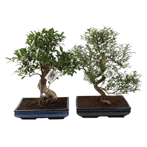 Bonsai Mix in ø40cm Ceramic