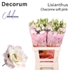 Lisianthus Chaconne soft pink 70cm