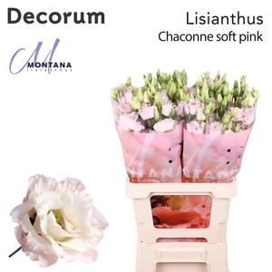 Lisianthus Chaconne soft pink 70cm