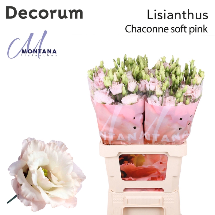 Lisianthus Chaconne soft pink 70cm