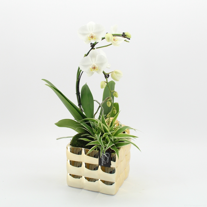 <h4>Opm LICR-2412 Limited Phalaenopsis Xmas</h4>