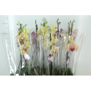 PHALAENOPSIS MIX P12
