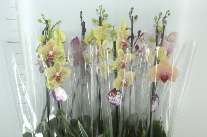 <h4>PHALAENOPSIS MIX P12</h4>
