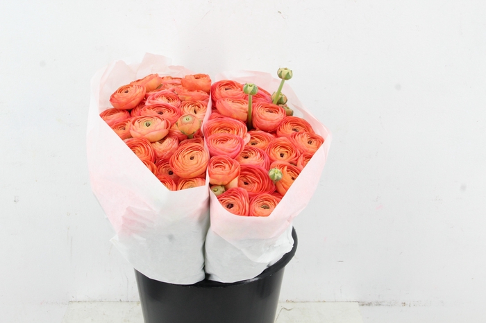 <h4>RAN SUCCES APRICOT</h4>