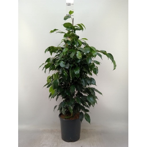 Ficus benja. 'Danielle'