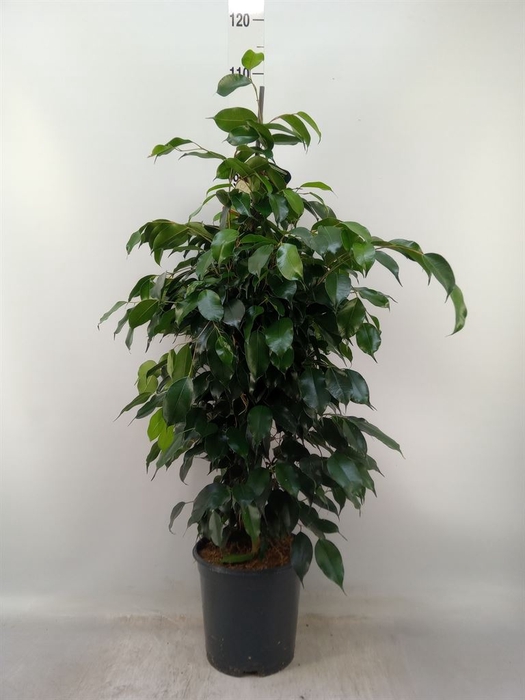 <h4>Ficus benja. 'Danielle'</h4>