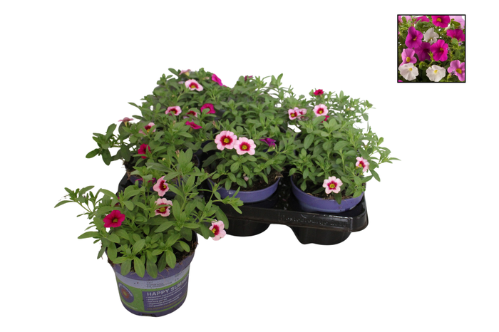 Happy Colours Calibrachoa Pink Paradise