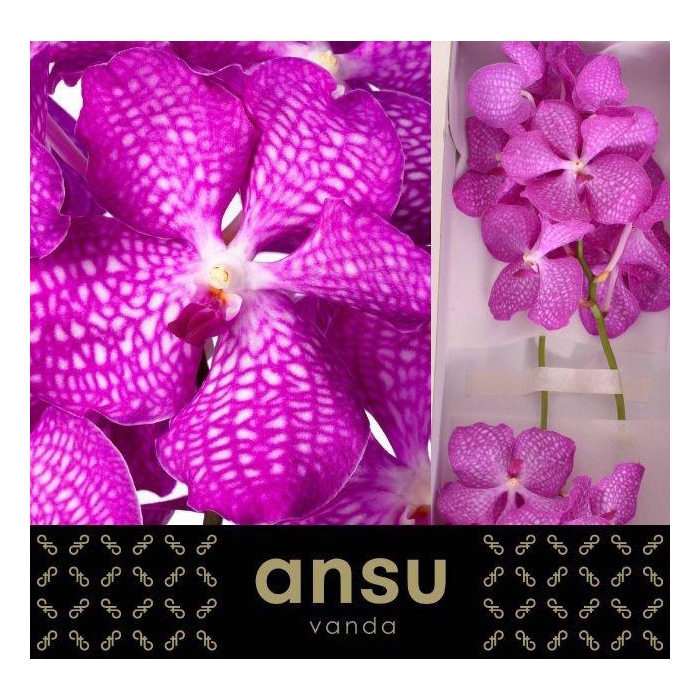<h4>Vanda Kan Mag Pink</h4>