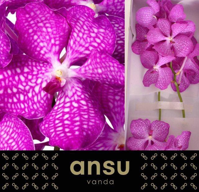 Vanda Kan Mag Pink