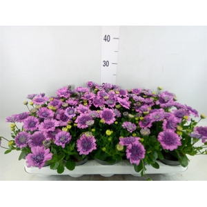 Osteospermum  '3D Pink'
