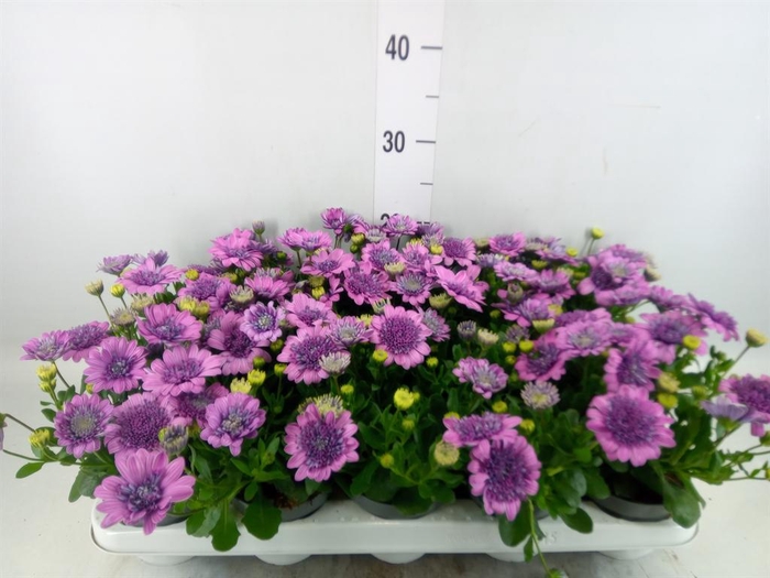 <h4>Osteospermum '3D Pink'</h4>