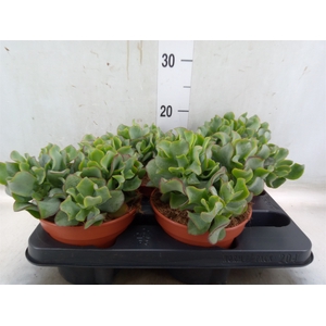 Crassula arborescens subsp. undilat