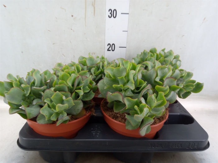 <h4>Crassula arborescens subsp. undilat</h4>