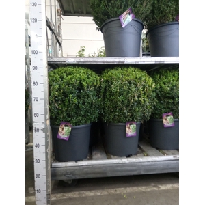 Buxus semp.   ...