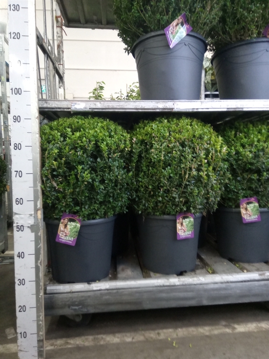 <h4>Buxus semp.   ...</h4>