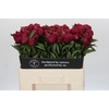 Paeonia Avis Varner