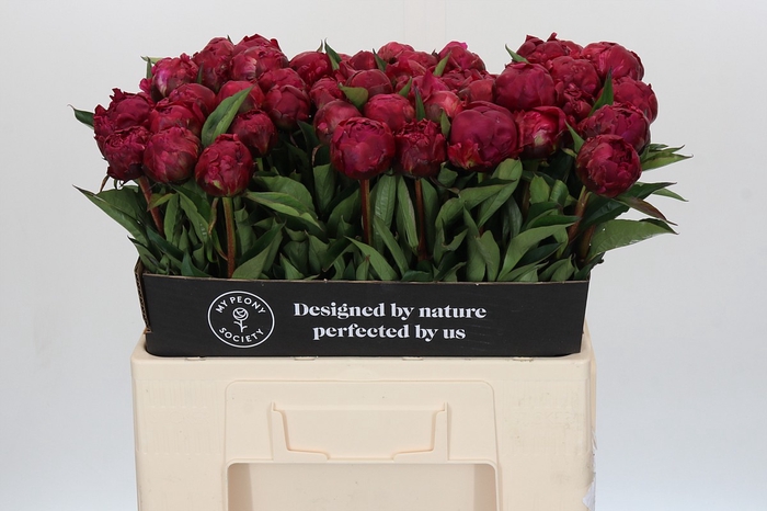 Paeonia Avis Varner