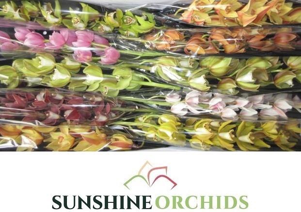 <h4>CYMB MI GEM</h4>