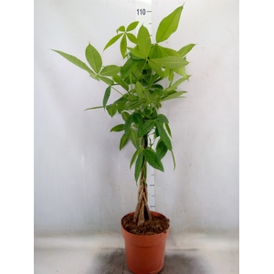 Pachira aquatica