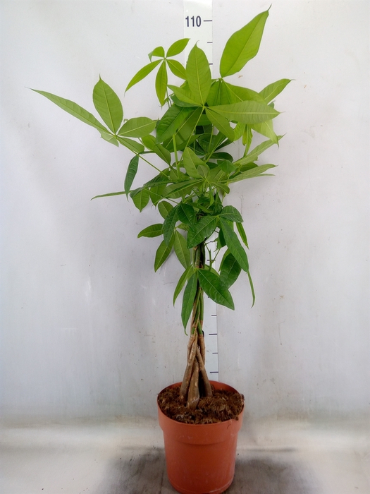 <h4>Pachira aquatica</h4>