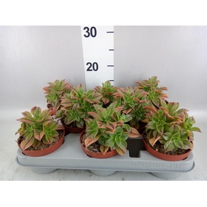 Aeonium   ...