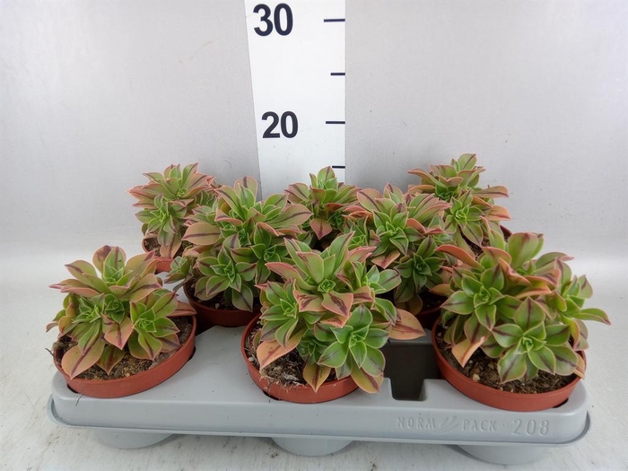 <h4>Aeonium   ...</h4>