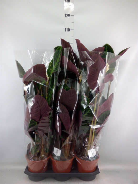 <h4>Calathea warscewiczii</h4>