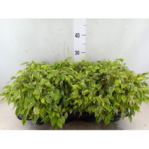Ficus benja. 'Kinky'
