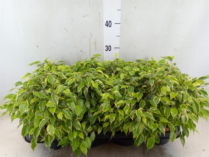 <h4>Ficus benja. 'Kinky'</h4>