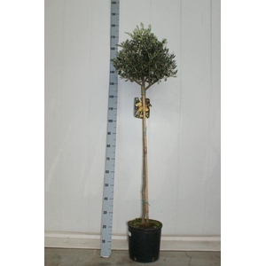 OLEA EUROPAEA