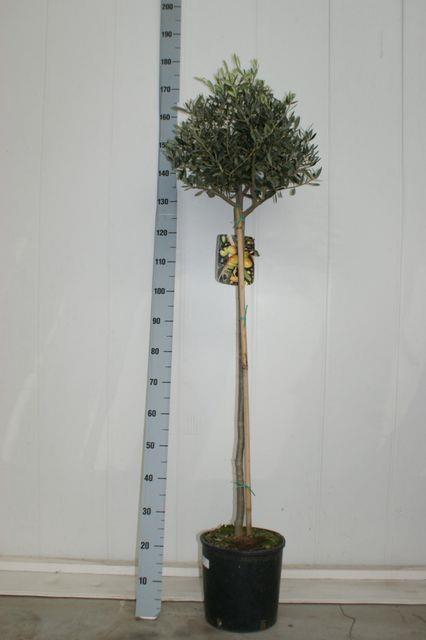 OLEA EUROPAEA