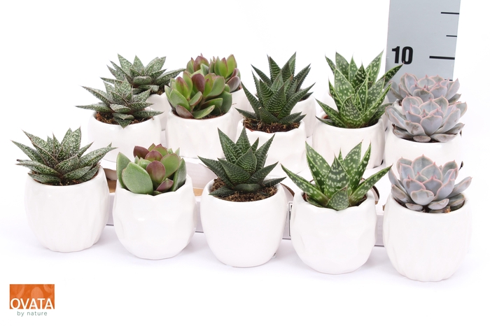 <h4>SUCC GEM 5 SRT</h4>