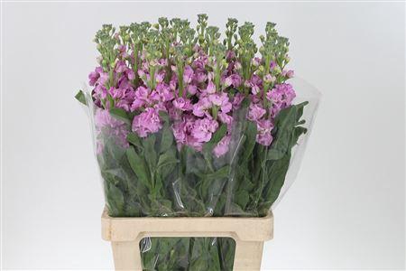 <h4>Matth Iron Pink</h4>