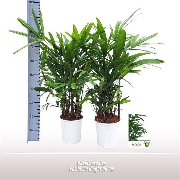 <h4>Rhapis Excelsa</h4>