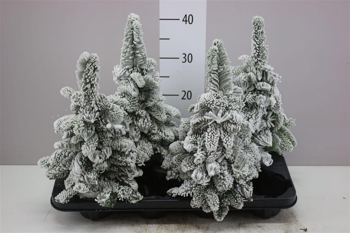 <h4>Sneeuwboom Parafine</h4>