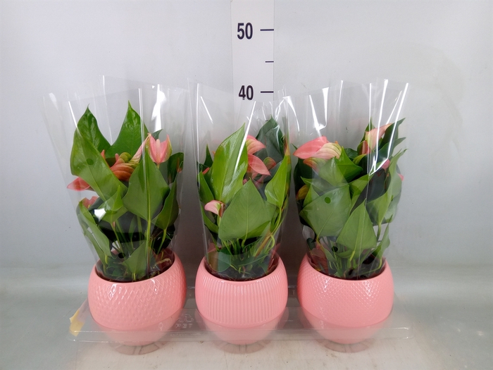 <h4>Anthurium   ...mix</h4>