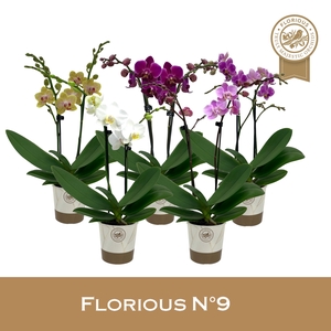 No9 Phalanopsis 2 Tak Mix
