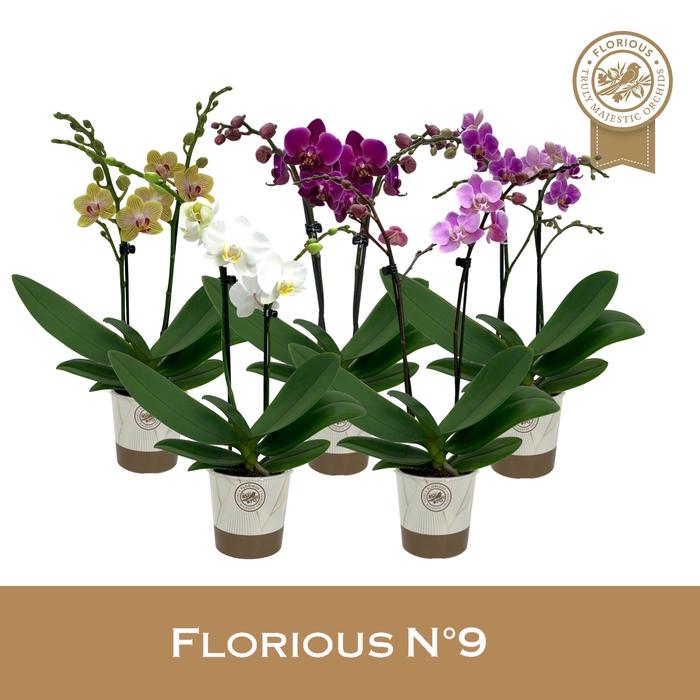 <h4>No9 Phalanopsis 2 Tak Mix</h4>