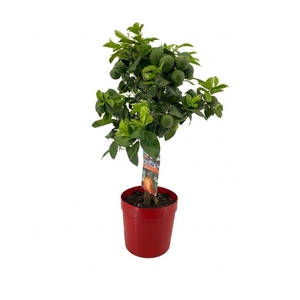 Citrus lemon rosso