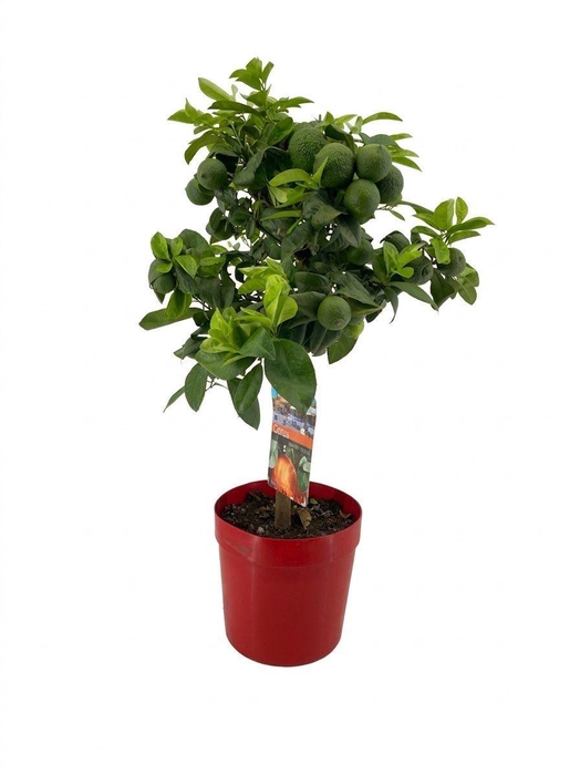 <h4>Citrus lemon rosso</h4>