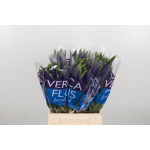 Veron Smart Navy