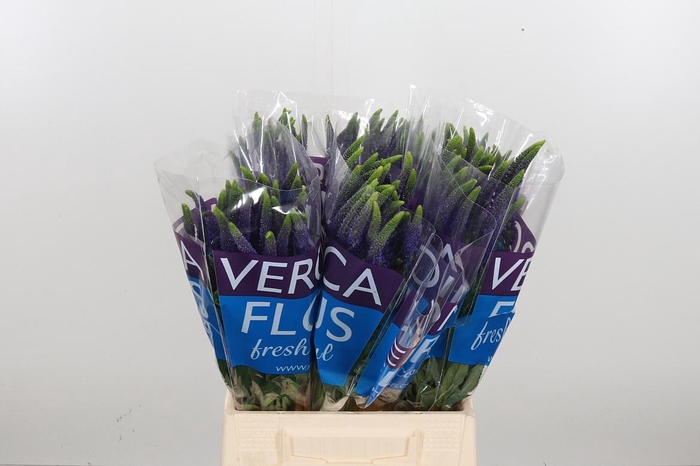 <h4>Veron Smart Navy</h4>