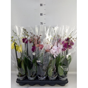 Phalaenopsis   ...mix
