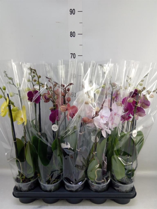 <h4>Phalaenopsis   ...mix</h4>